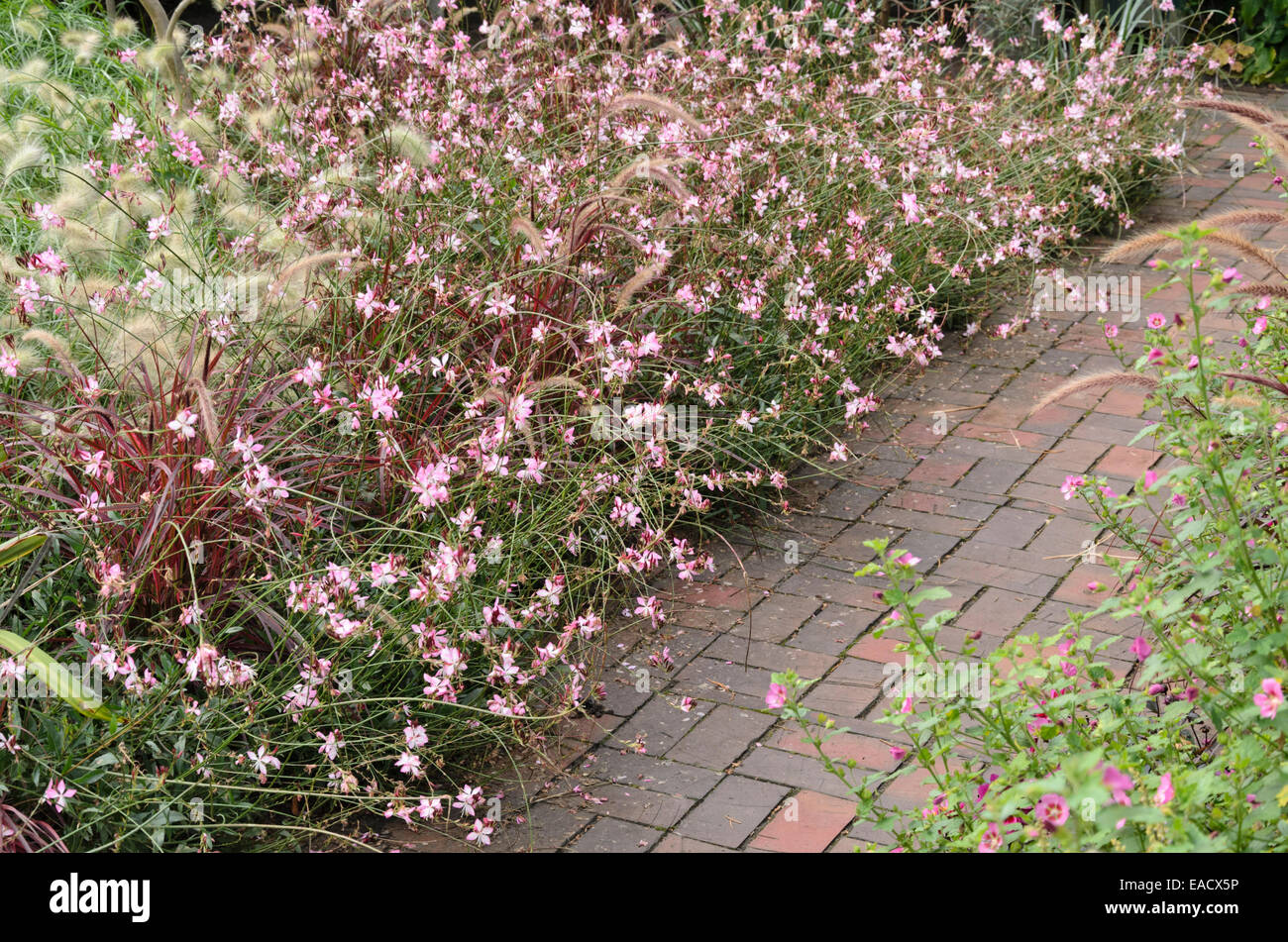 Butterfly gaura (Gaura lindheimeri 'Gambit Rose') and fountain grass  (Pennisetum setaceum 'Rubrum' Stock Photo - Alamy