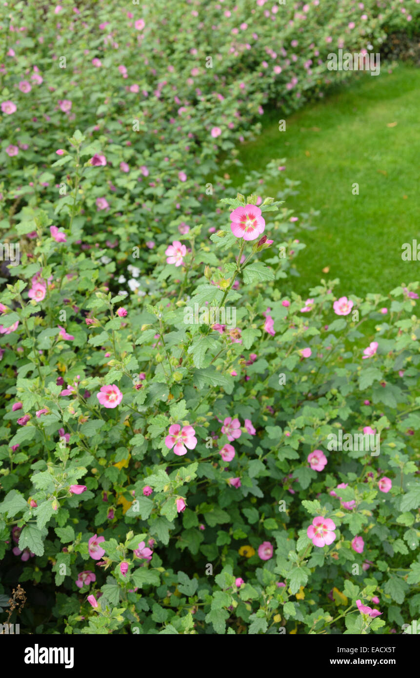 Anisodontea High Resolution Stock Photography and Images - Alamy