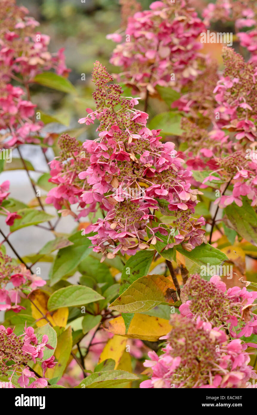 Panicle hydrangea (Hydrangea paniculata 'Pinky Winky' Stock Photo - Alamy