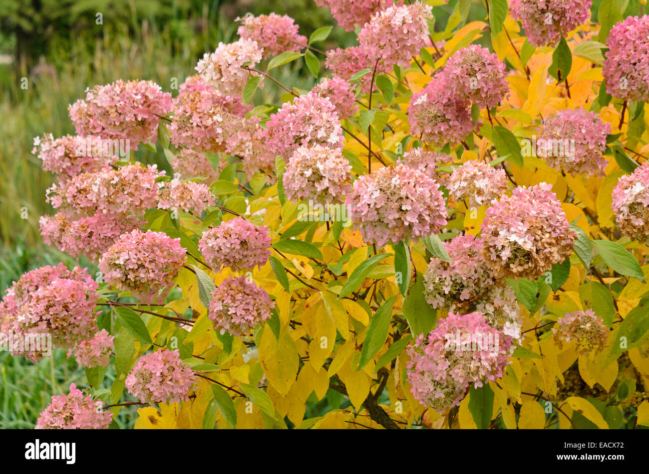 Panicle hydrangea (Hydrangea paniculata 'Grandiflora' Stock Photo - Alamy