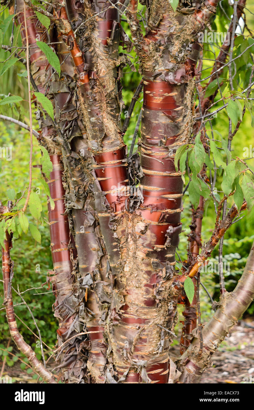 Paperbark cherry (Prunus serrula Stock Photo - Alamy