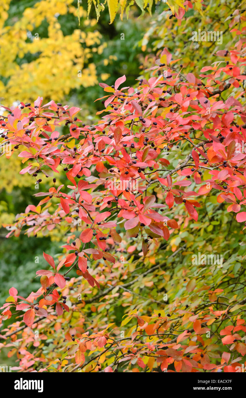 Black tupelo (Nyssa sylvatica Stock Photo Alamy