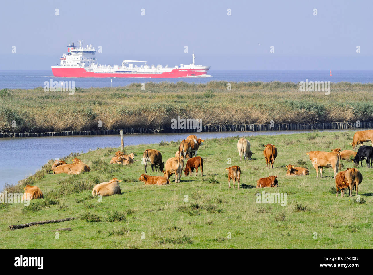 Cattle (Bos) at Elbe River Mouth near Otterndorf, Germany Stock Photo