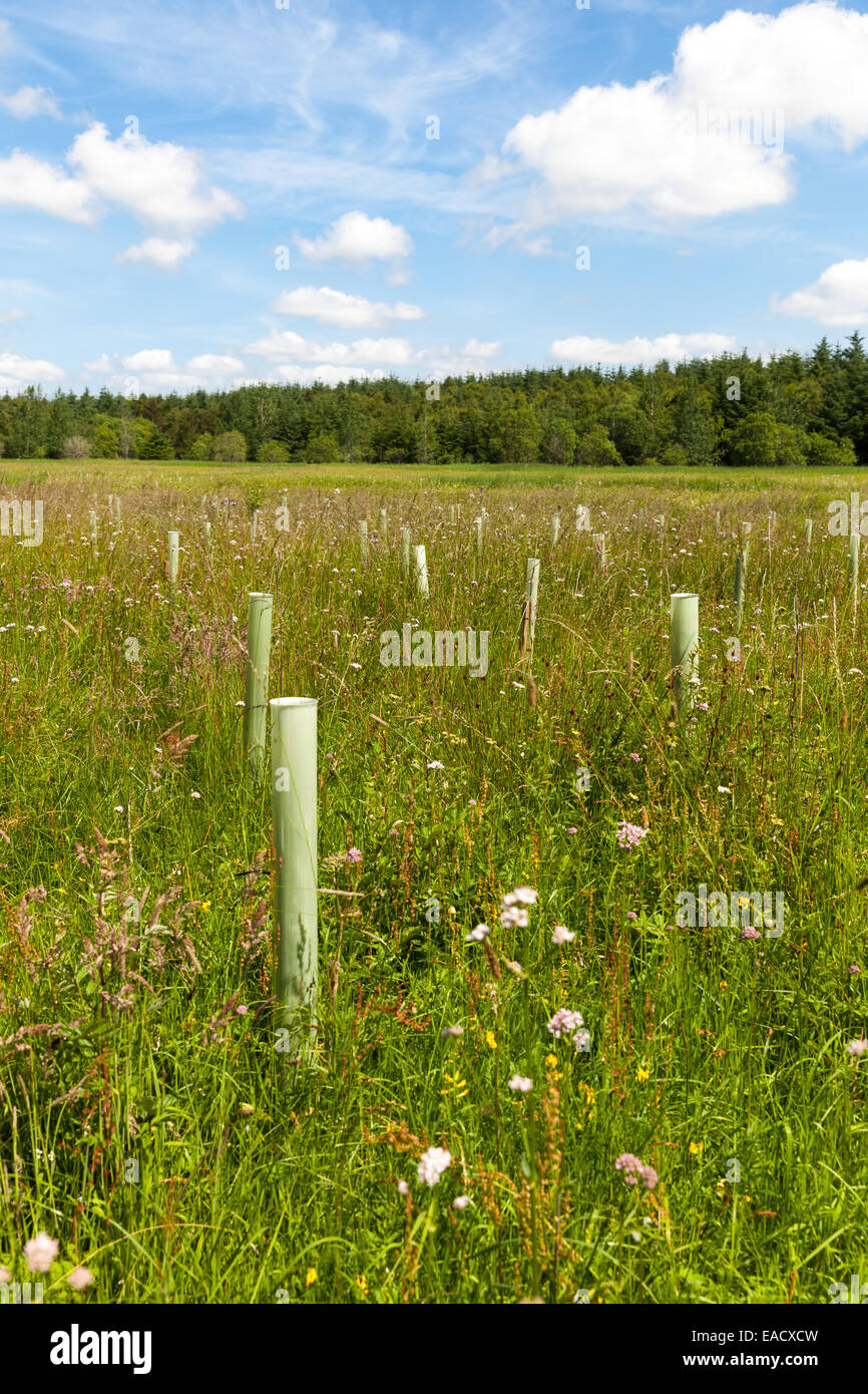Tree planting for flood risk reduction in the River Eden catchment Stock Photo
