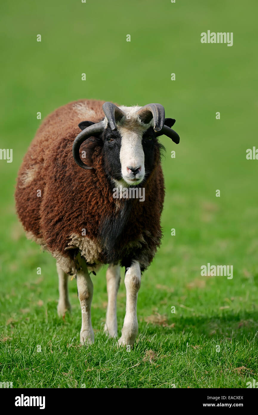 Jacob sheep (Ovis ammon f aries), North Rhine-Westphalia, Germany Stock Photo