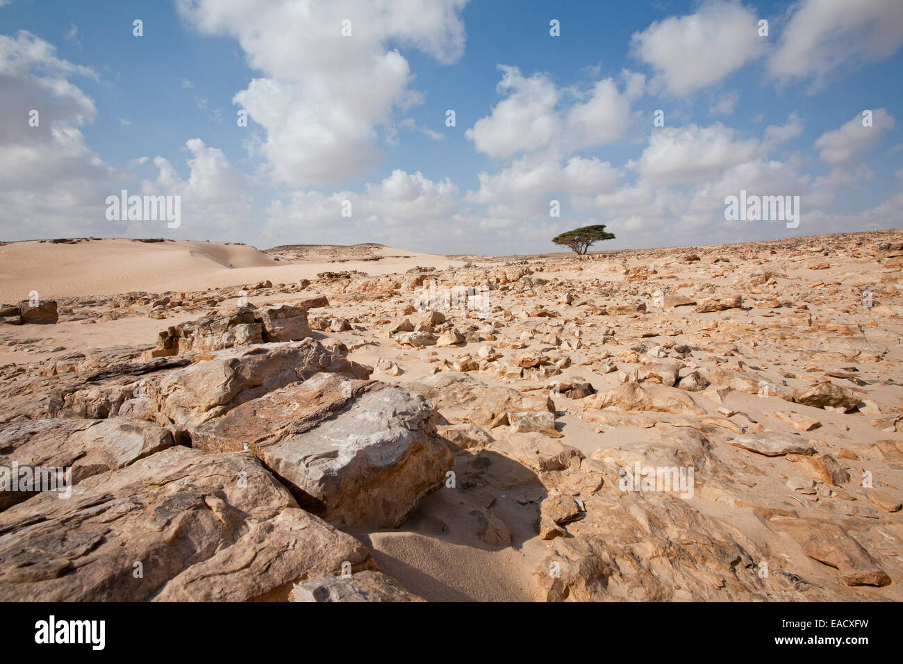 Desert landscape, Oman Stock Photo