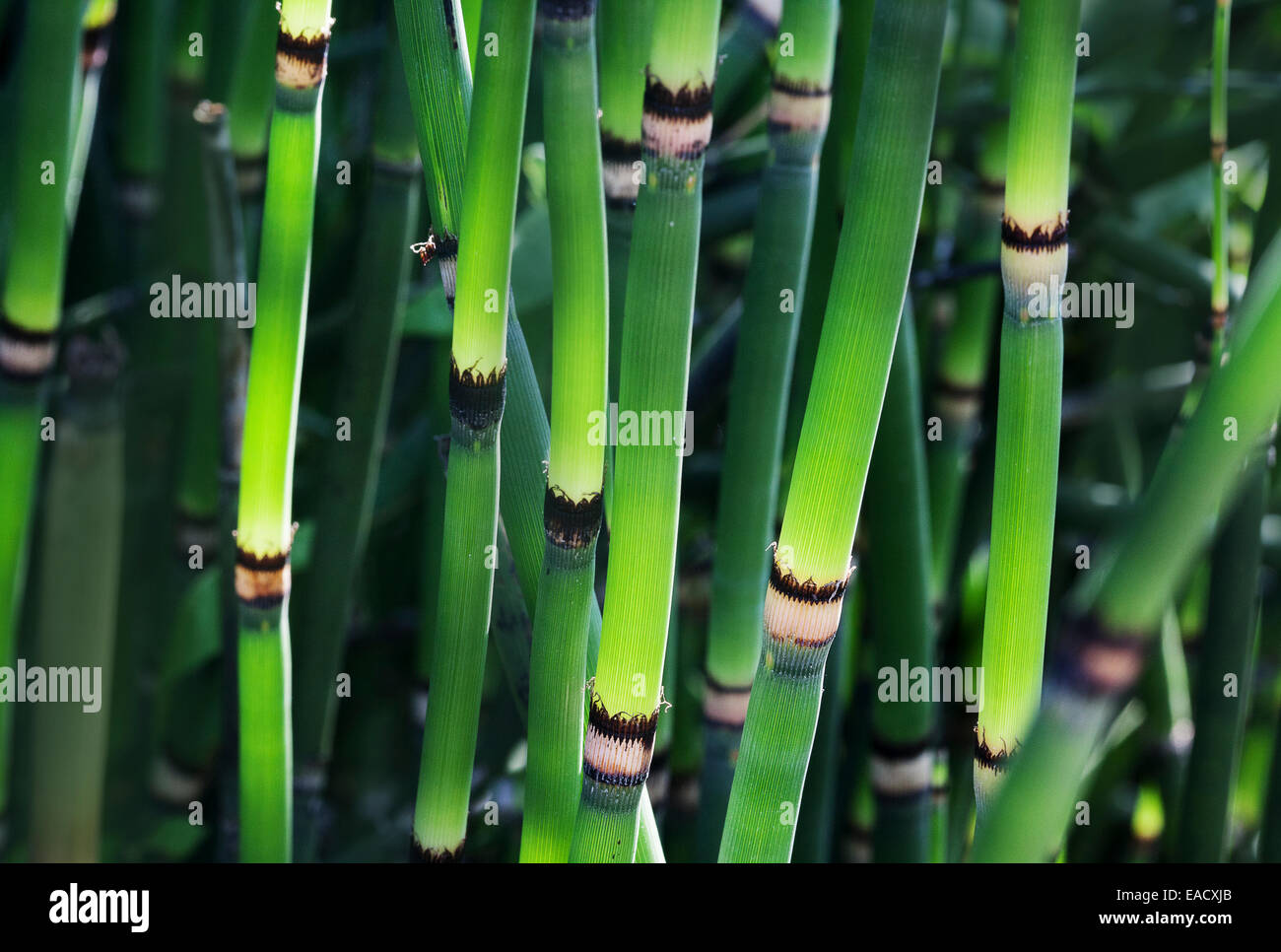 Horsetail (Equisetum sp.) Stock Photo