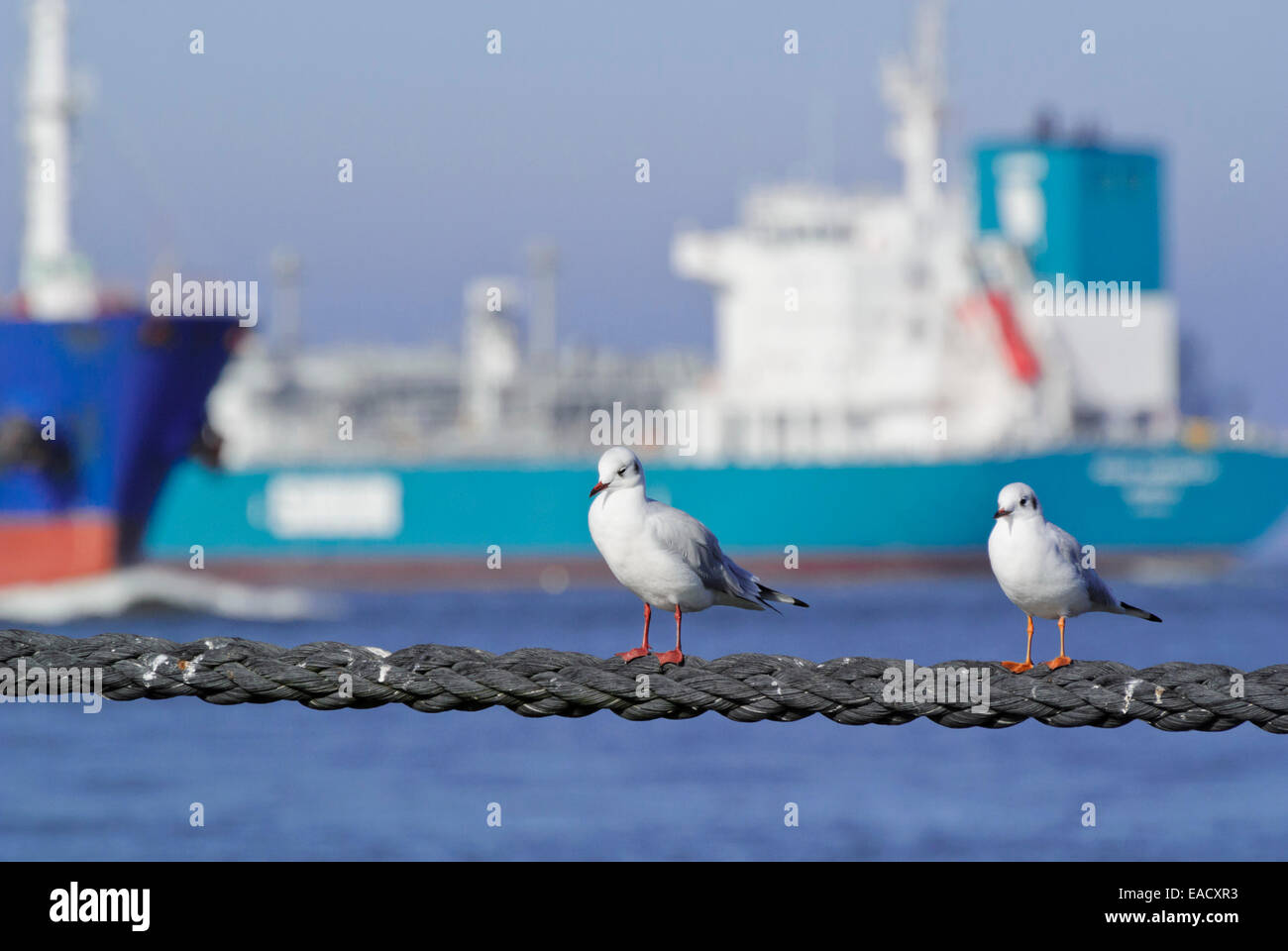 Black-headed gull (Larus ridibundus syn. Chroicocephalus ridibundus) with container ship Stock Photo