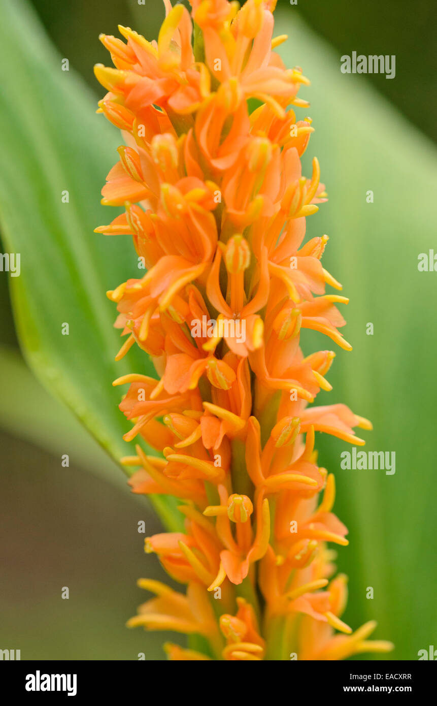 Ginger lily (Hedychium densiflorum 'Assam Orange') Stock Photo