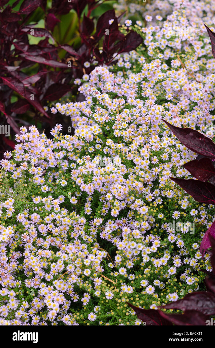 Heath aster (Aster ericoides) Stock Photo