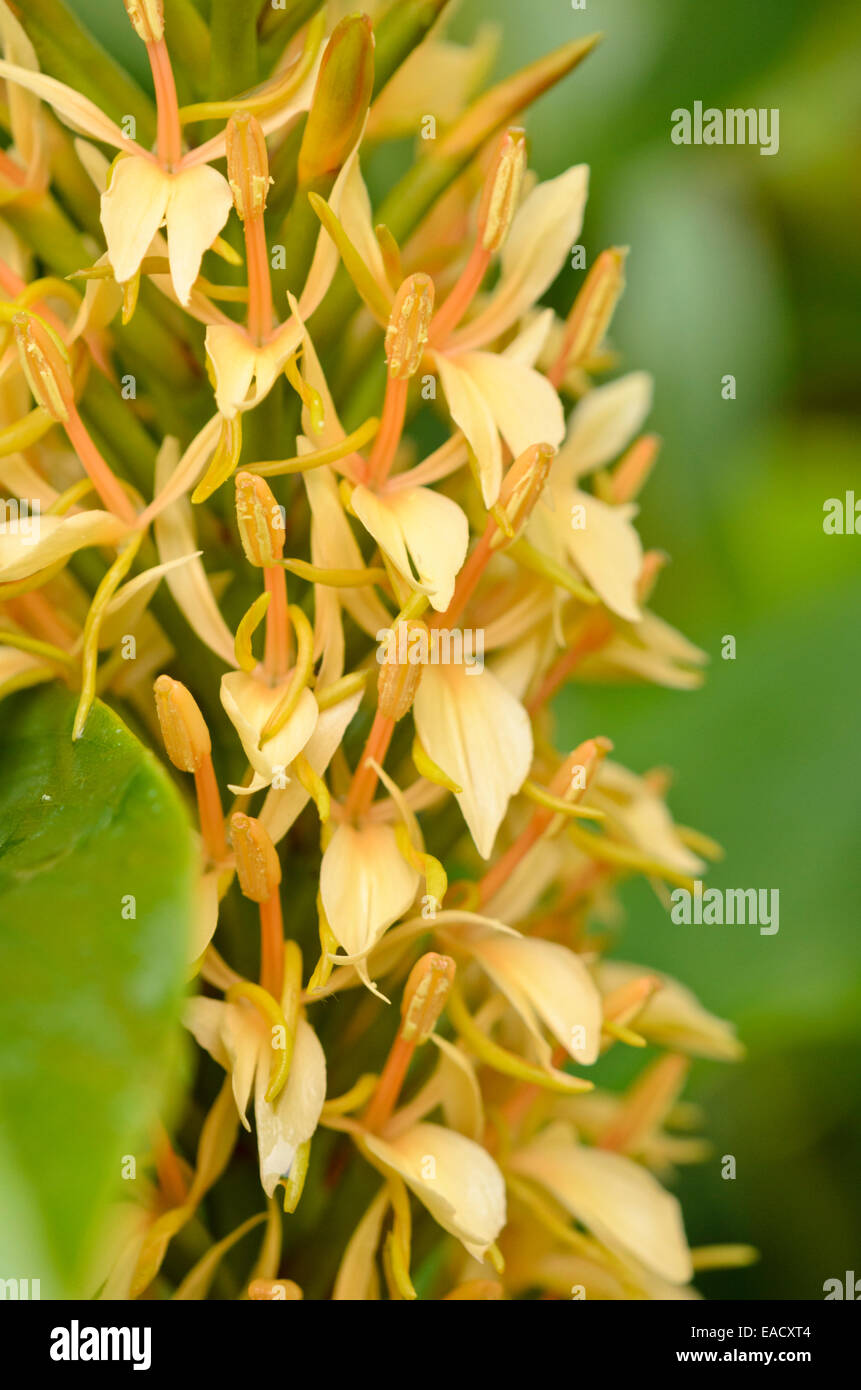 Ginger lily (Hedychium densiflorum 'Stephen') Stock Photo