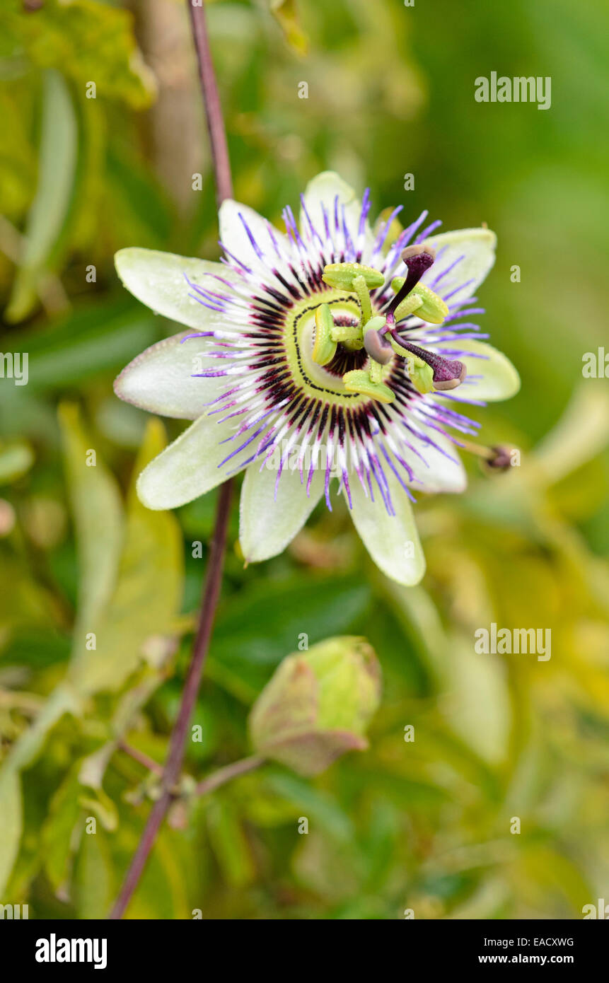 Blue passion flower (Passiflora caerulea) Stock Photo