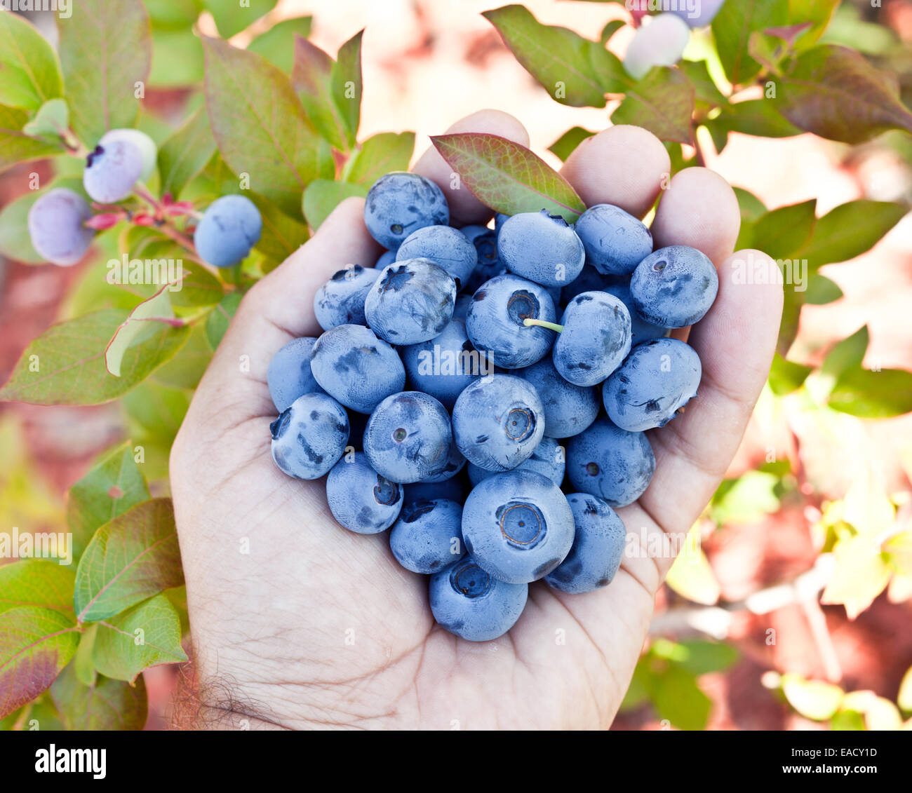 Blueberries in the man's hands. Green shrubs on the background. Stock Photo