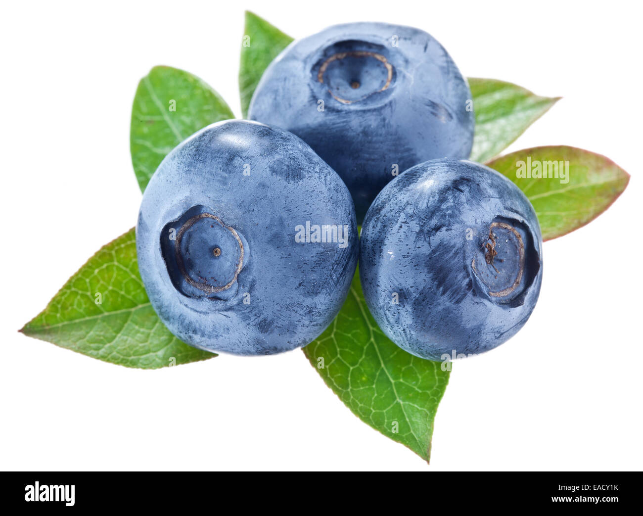 Blueberries with leaves on a white background. Studio isolated. Stock Photo
