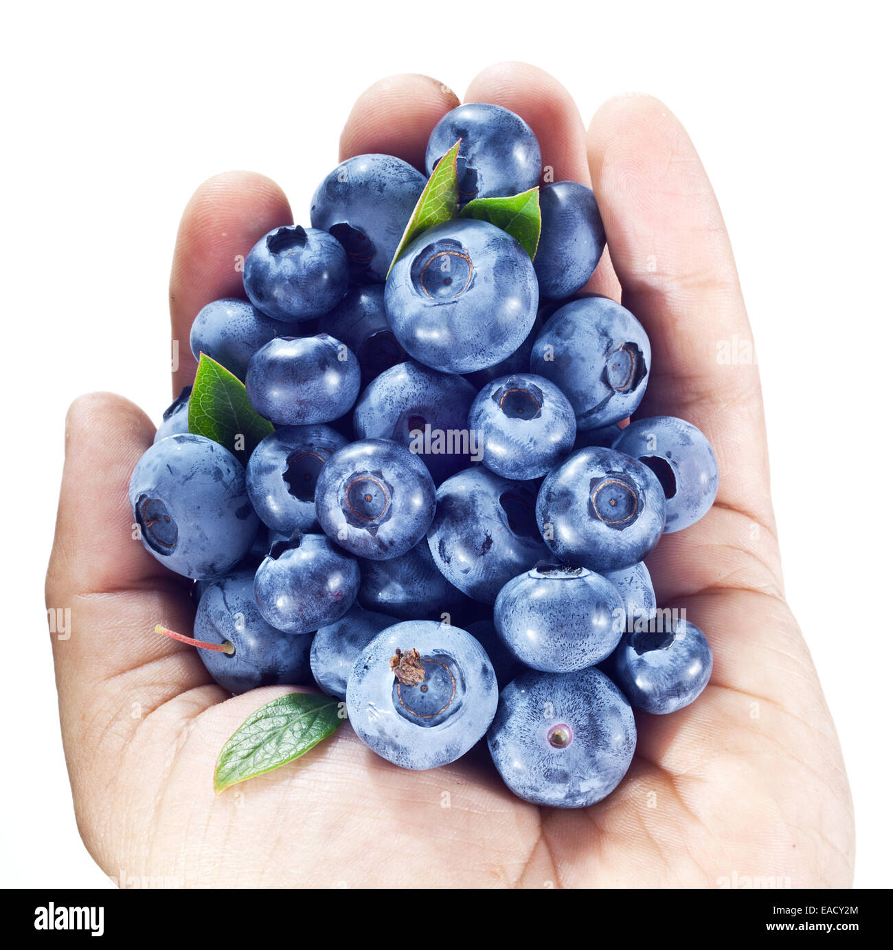 Blueberries in the man's hand over white. Stock Photo