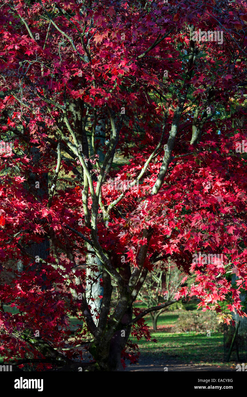 Acer Palmatum Osakazuki. Japanese maple tree in the autumn sunlight with red leaves Stock Photo