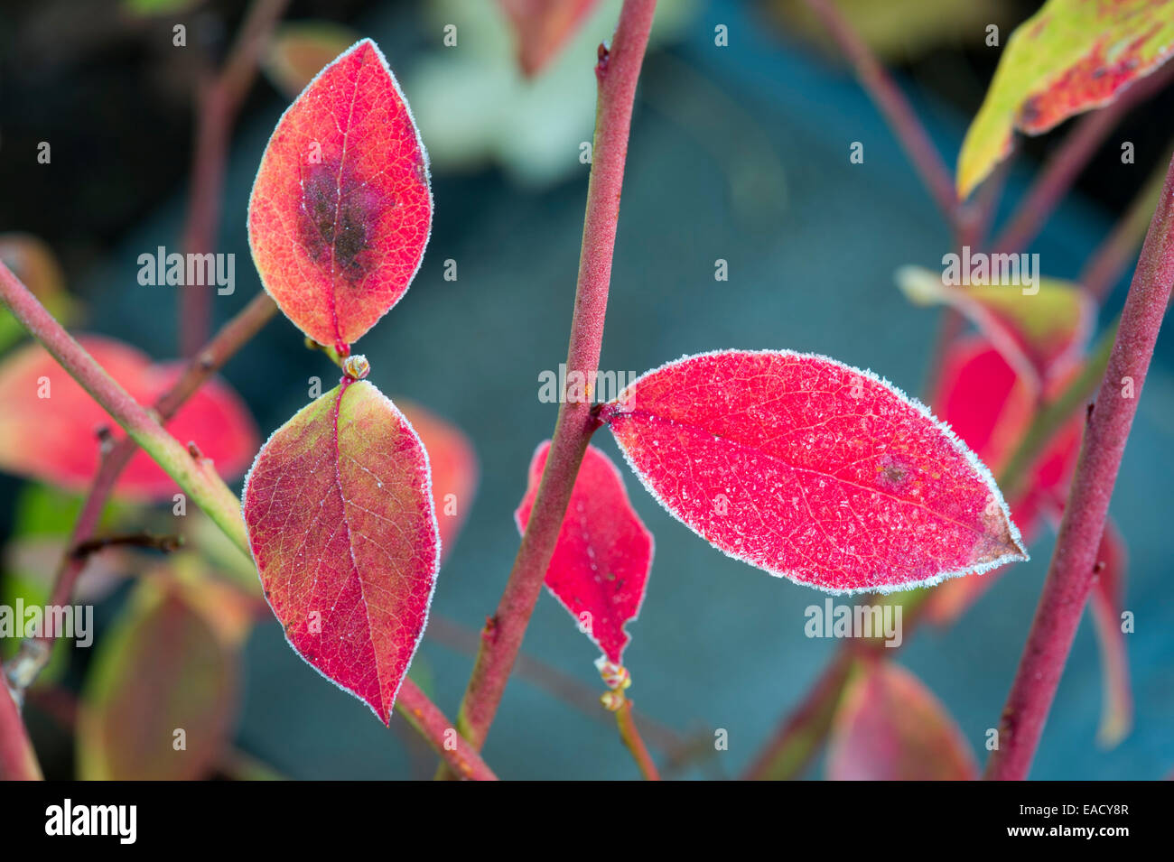Blueberry leaves in the frost in autumn Stock Photo
