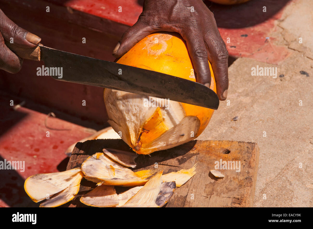 Man opening a coconut, Ceylon, Sri Lanka Stock Photo