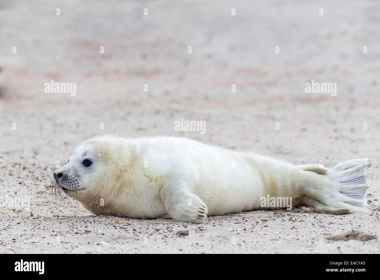 Grey Seal (Halichoerus grypus), pup, Heligoland Düne, Schleswig-Holstein, Germany Stock Photo
