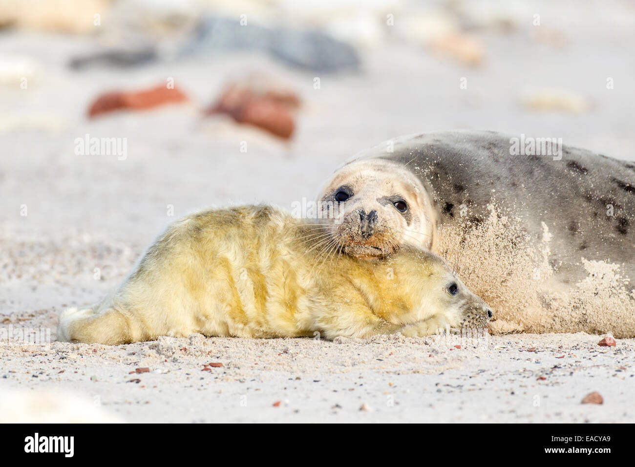 Grey Seal (Halichoerus grypus), mother with a pup, Heligoland Düne, Schleswig-Holstein, Germany Stock Photo