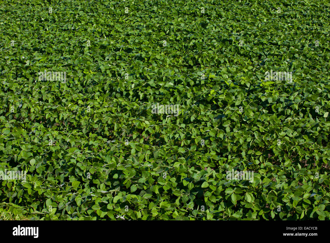 Soy field, Compton, Eastern Townships, Quebec Province, Canada Stock Photo