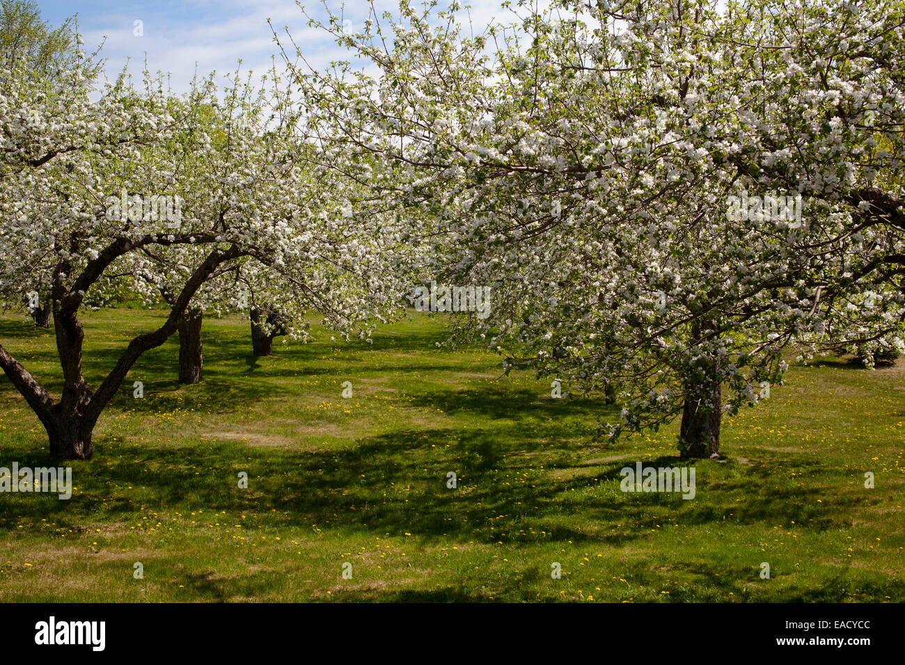 Orchard, Apple trees (Malus domestica) in blossom in spring, Bromont, Eastern Townships, Quebec Province, Canada Stock Photo