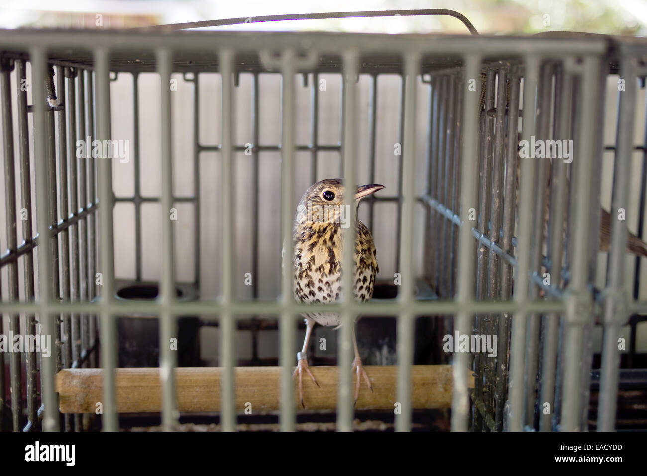 Caged Thrust - migratory birds are held for hunting, legal in Italy 2014. Stock Photo