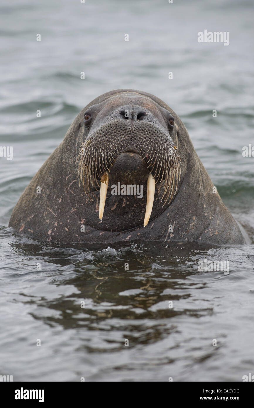 Walrus (Odobenus rosmarus), Phippsøya, Sjuøyane, Svalbard Archipelago, Svalbard and Jan Mayen, Norway Stock Photo