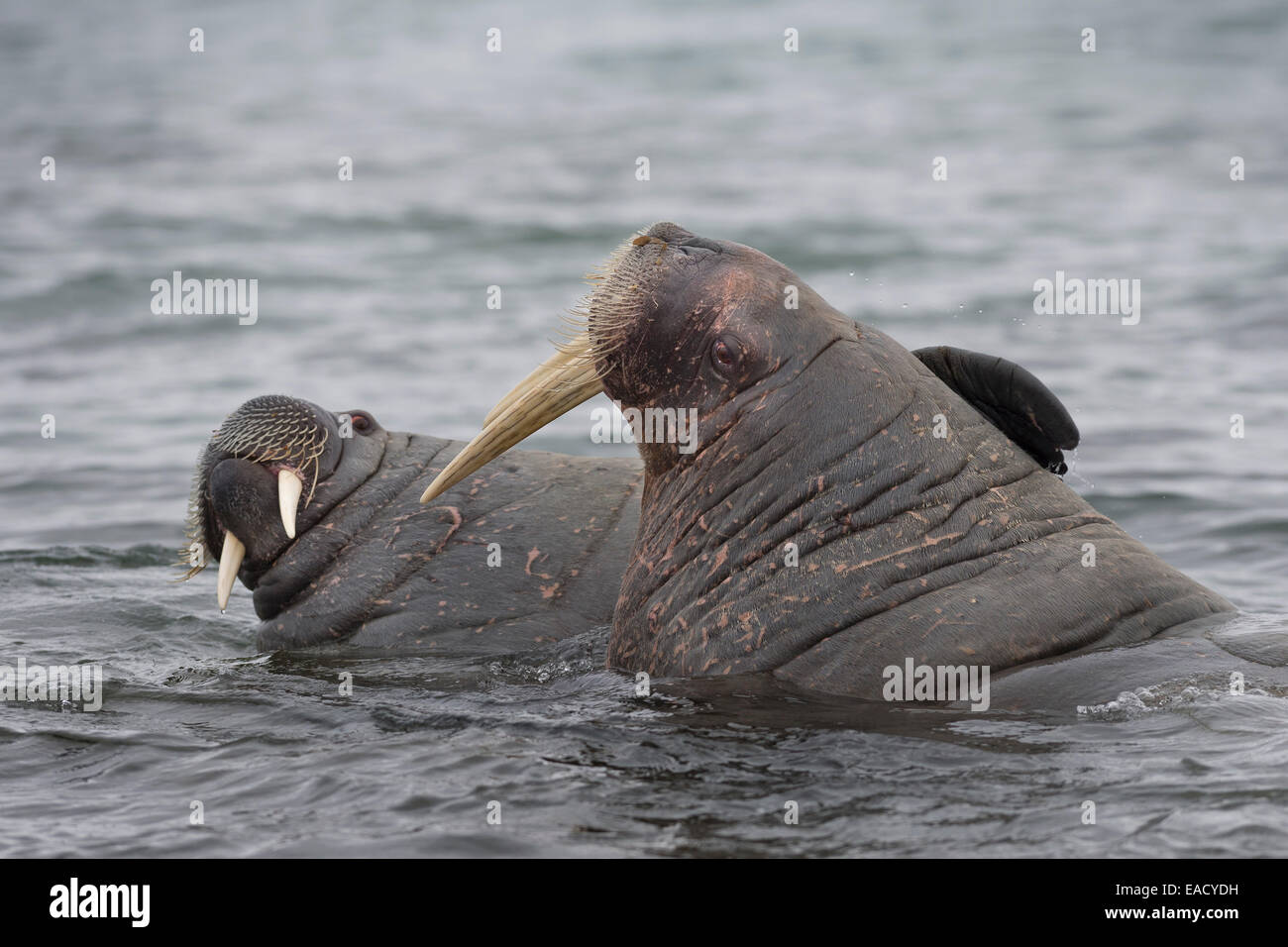 Walruses (Odobenus rosmarus), Phippsøya, Sjuøyane, Svalbard Archipelago, Svalbard and Jan Mayen, Norway Stock Photo
