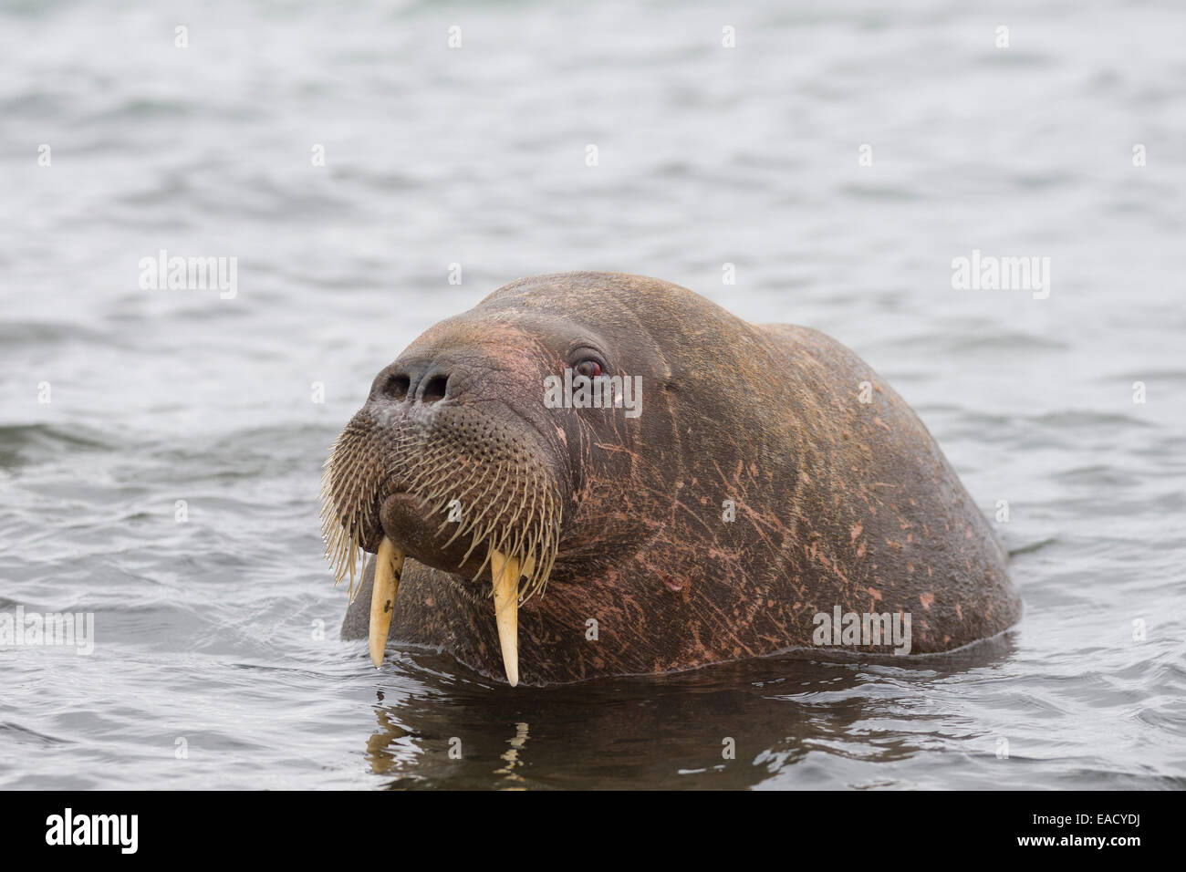 Walrus (Odobenus rosmarus), Phippsøya, Sjuøyane, Svalbard Archipelago, Svalbard and Jan Mayen, Norway Stock Photo