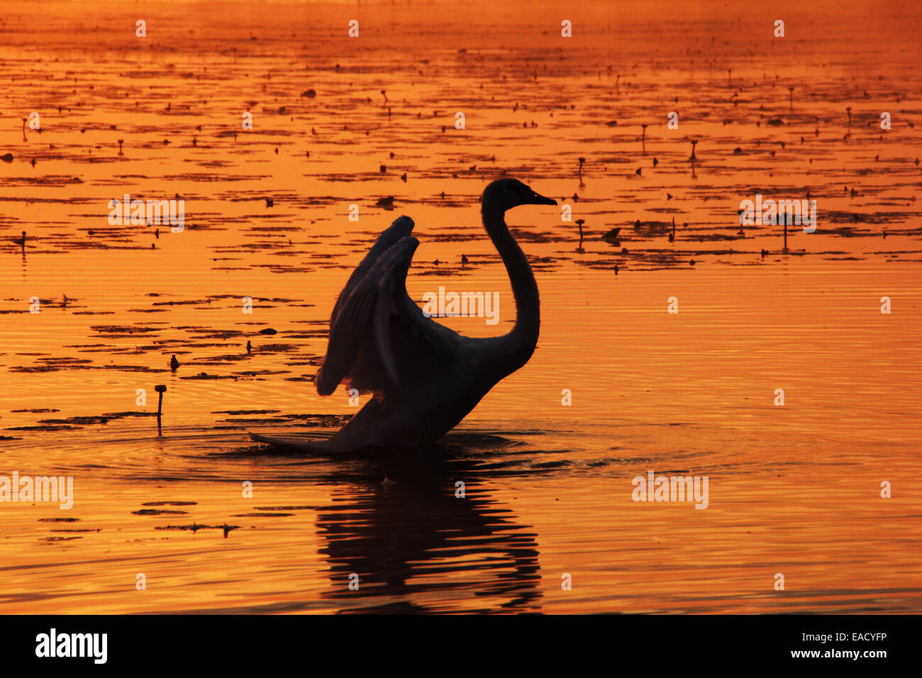 Mute Swan (Cygnus olor) beating its wings, Federsee lake, near Bad Buchau, Baden-Württemberg, Germany Stock Photo