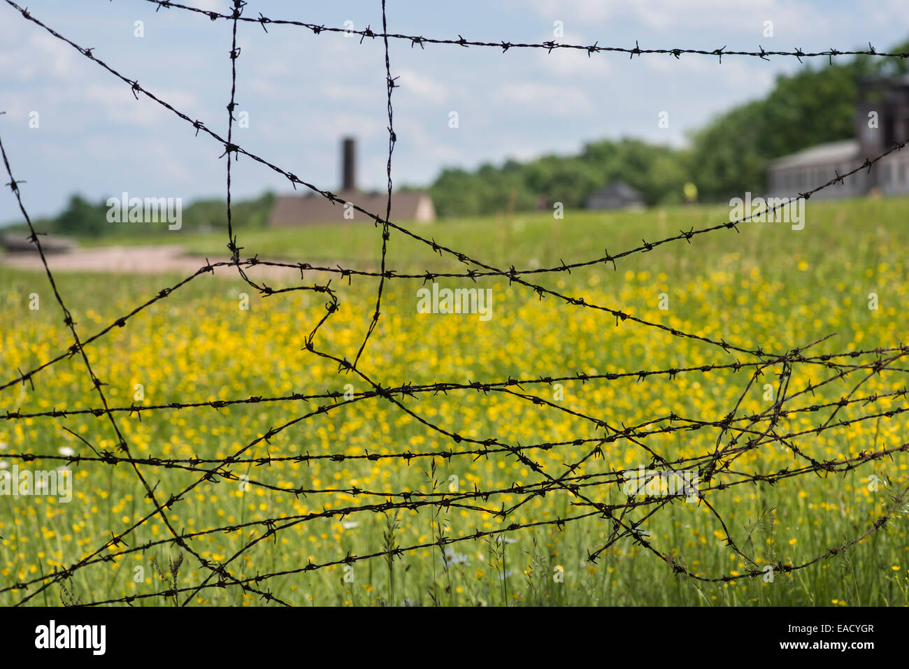 Old barbed wire, behind camp grounds and crematorium, Buchenwald concentration camp, Weimar, Thuringia, Germany Stock Photo