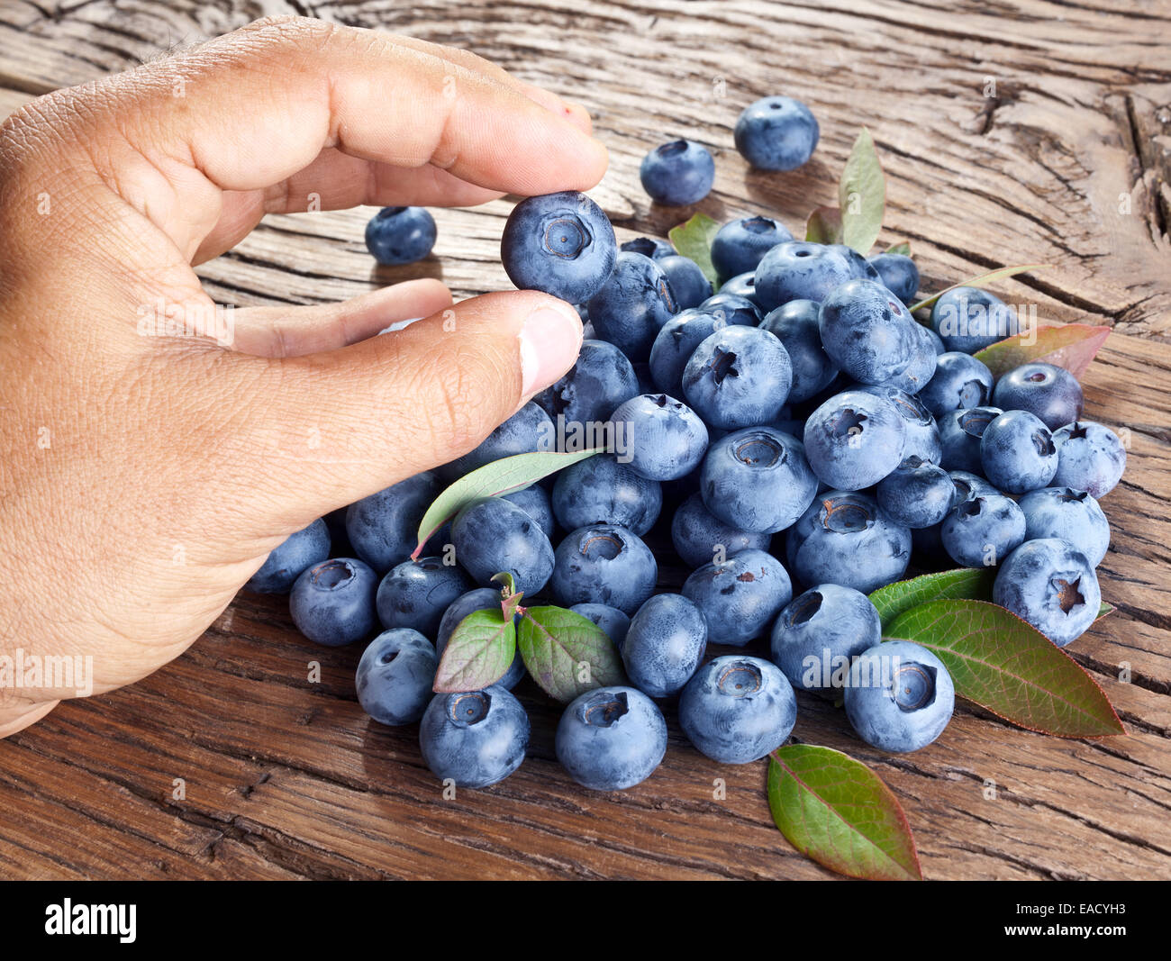 Blueberry in the man's hand. Blueberries over old wooden table in the background. Stock Photo