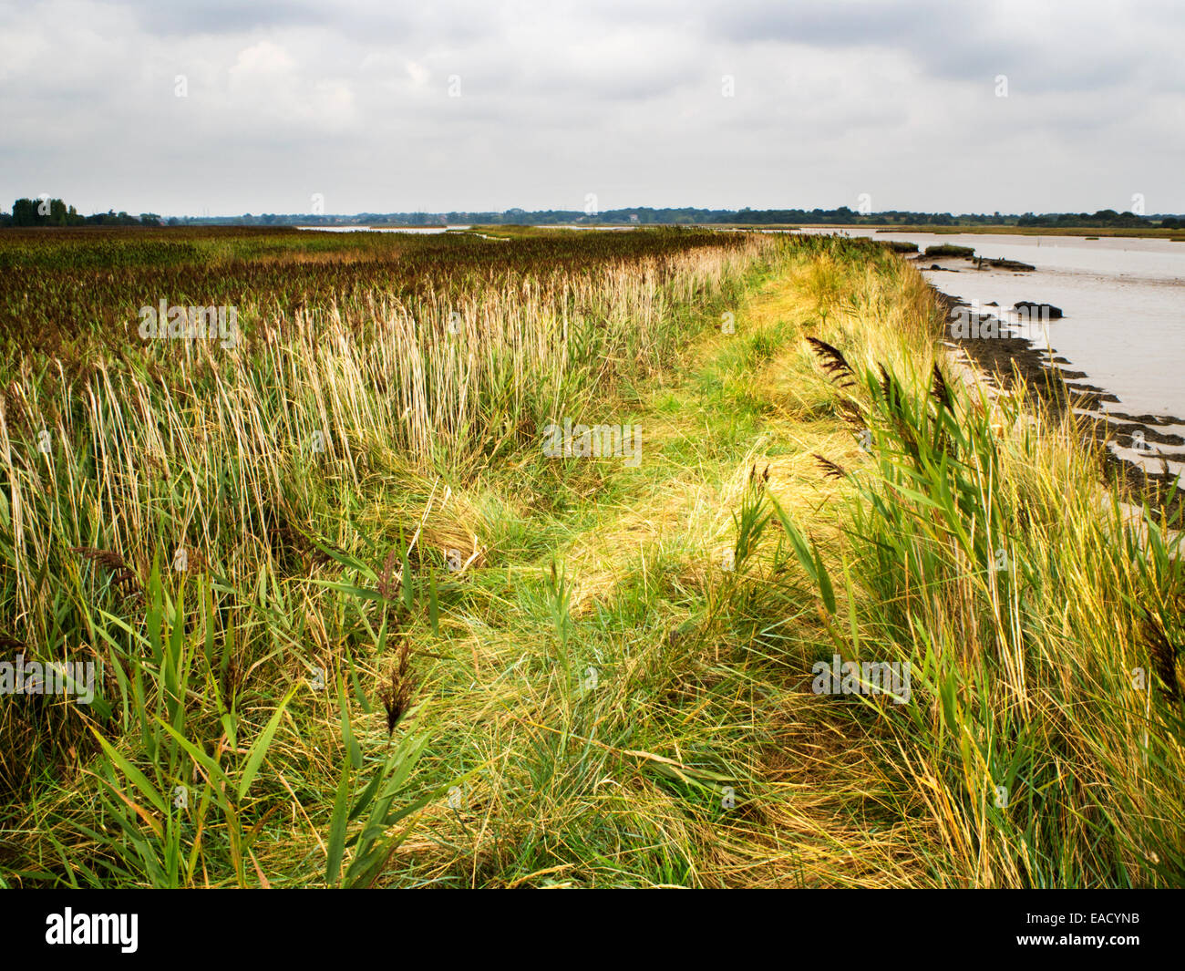 Reed beds and marshes hires stock photography and images Alamy