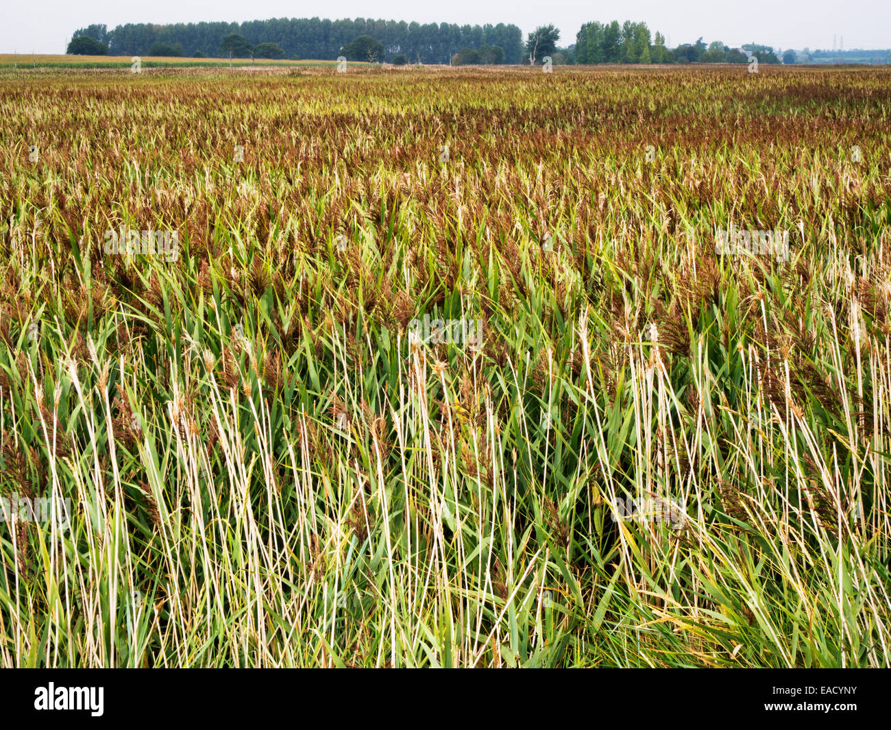 Reed Bed near Snape Maltings Suffolk England Stock Photo Alamy