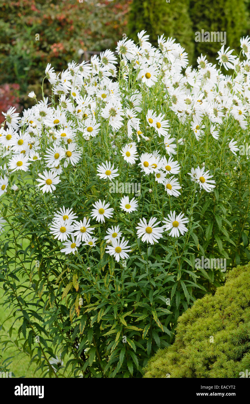 Hungarian daisy (Leucanthemella serotina) Stock Photo