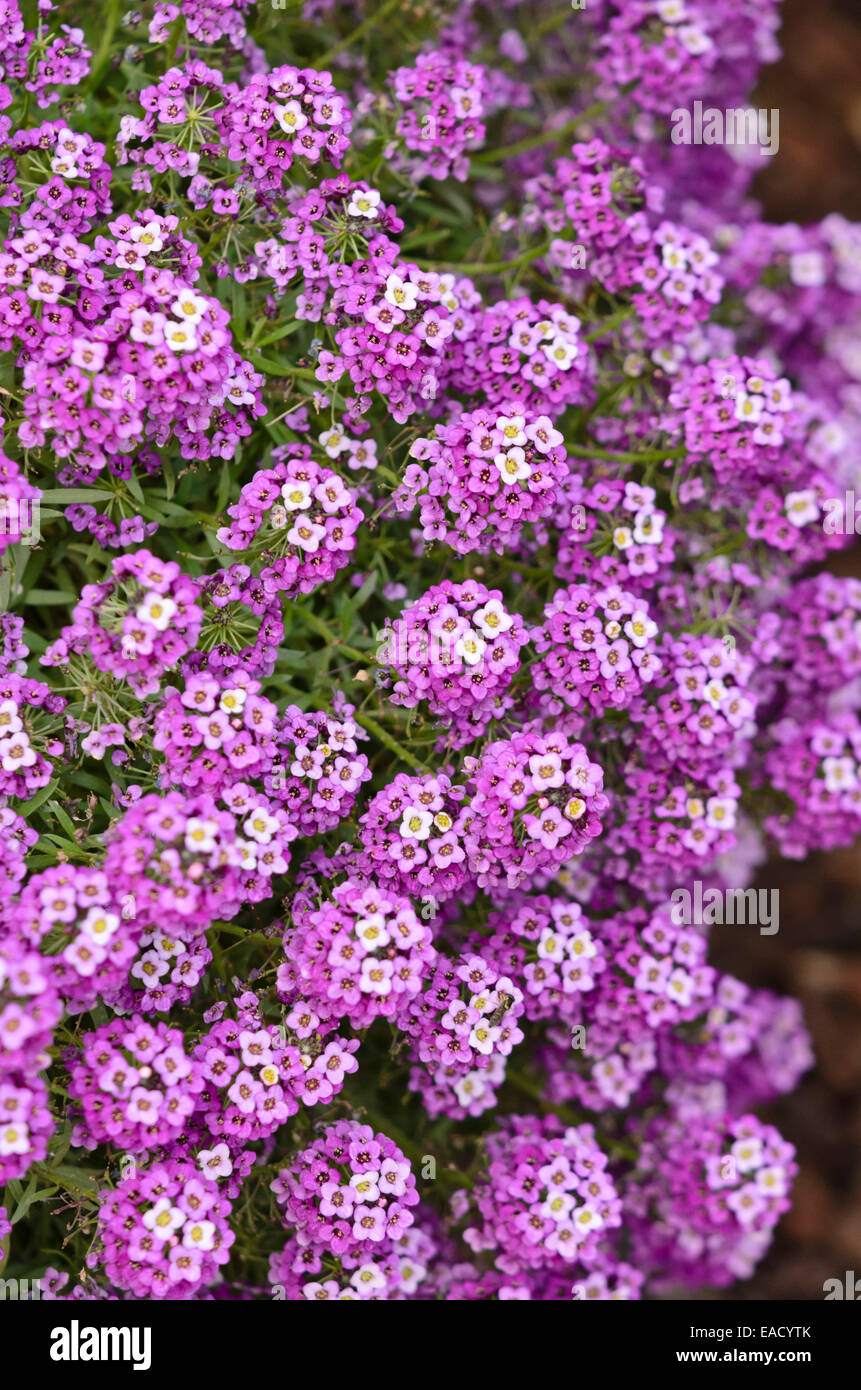 Sweet alyssum (Lobularia maritima Stock Photo Alamy