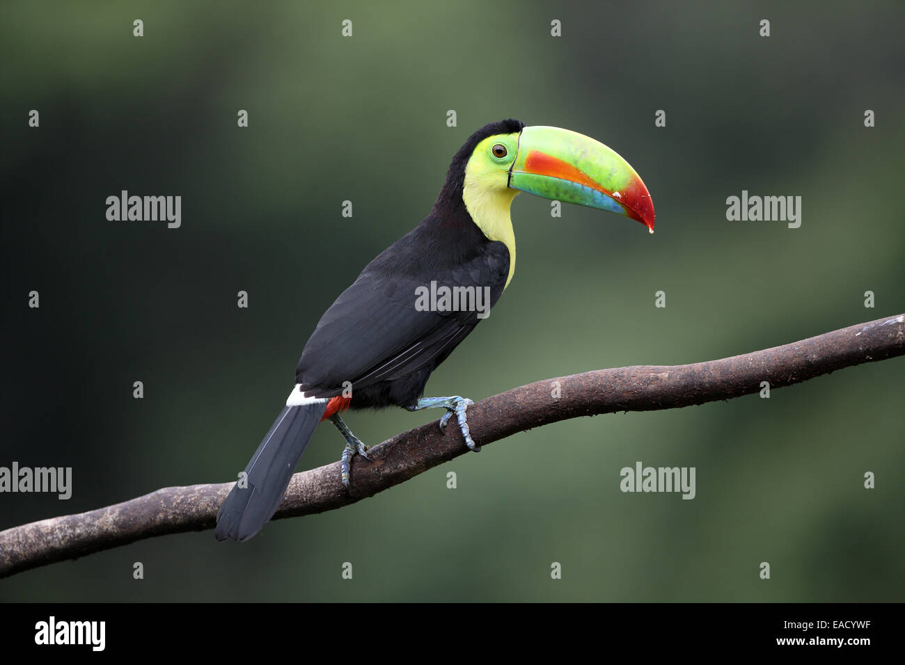 Keel-billed Toucan, Ramphastos sulfuratus Stock Photo