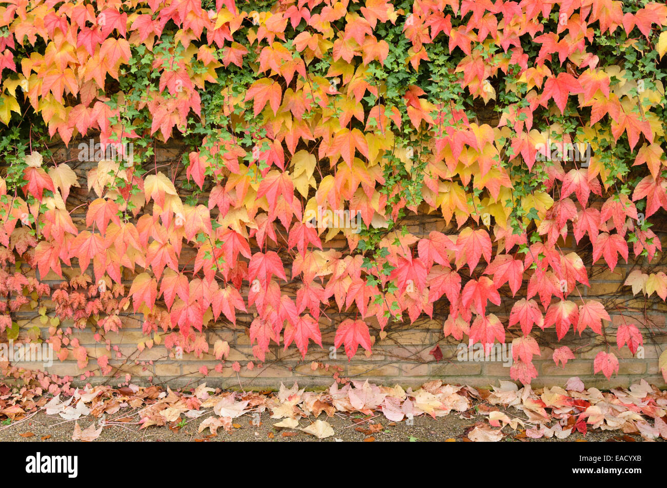 Japanese creeper (Parthenocissus tricuspidata) and common ivy (Hedera helix) Stock Photo