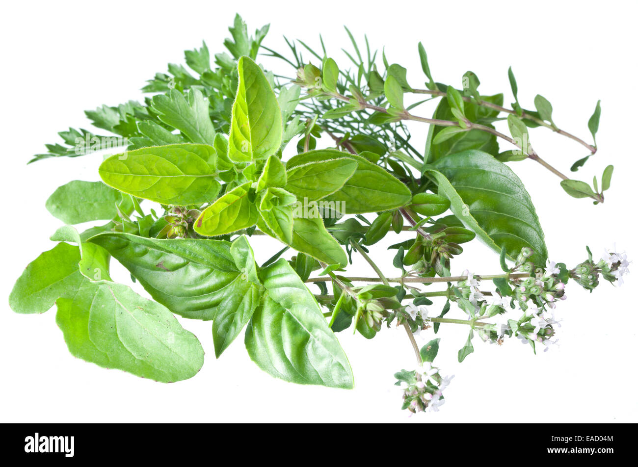 Green fresh herbs  isolated on a white background. Stock Photo