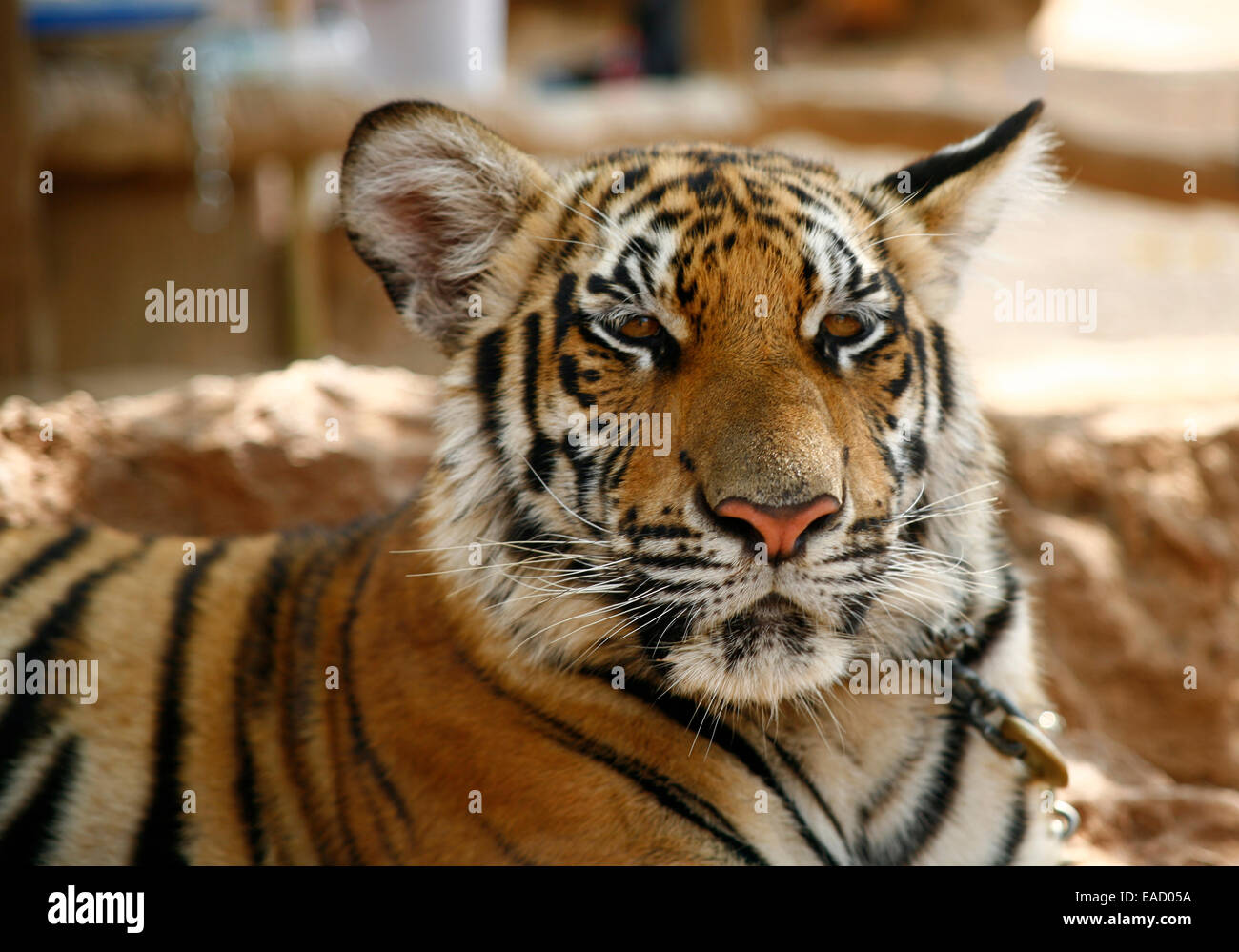 Tiger Temple or Wat Pa Luangta Bua, Indochinese Tiger (Panthera tigris corbetti), Kanchanaburi, Thailand Stock Photo