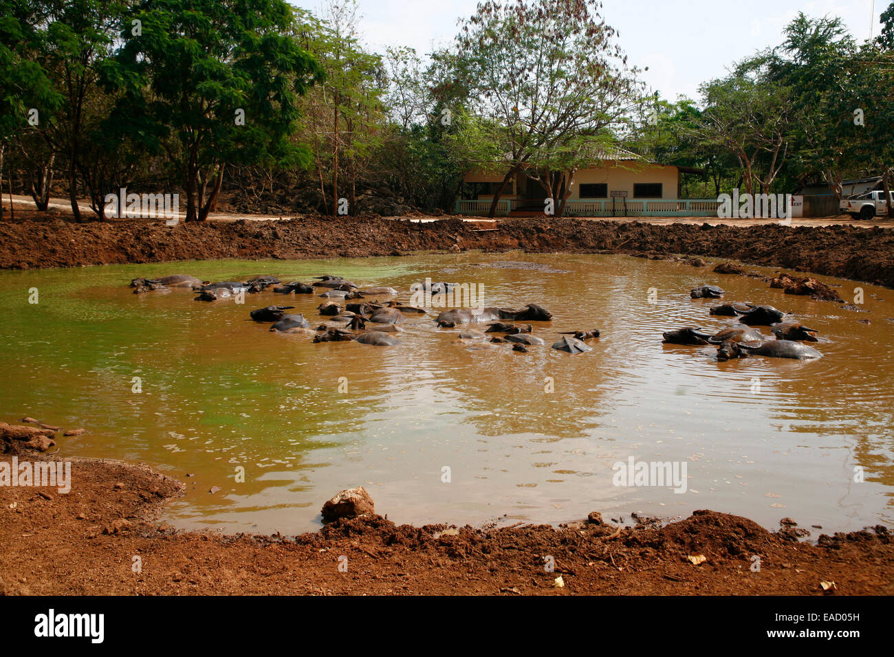 Water Buffalo (Bubalus arnee) in water, Tiger Temple or Wat Pa Luangta Bua, Kanchanaburi, Thailand Stock Photo