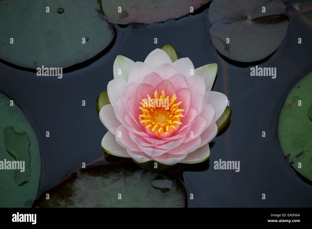 Water Lily (Nymphaea) Stock Photo
