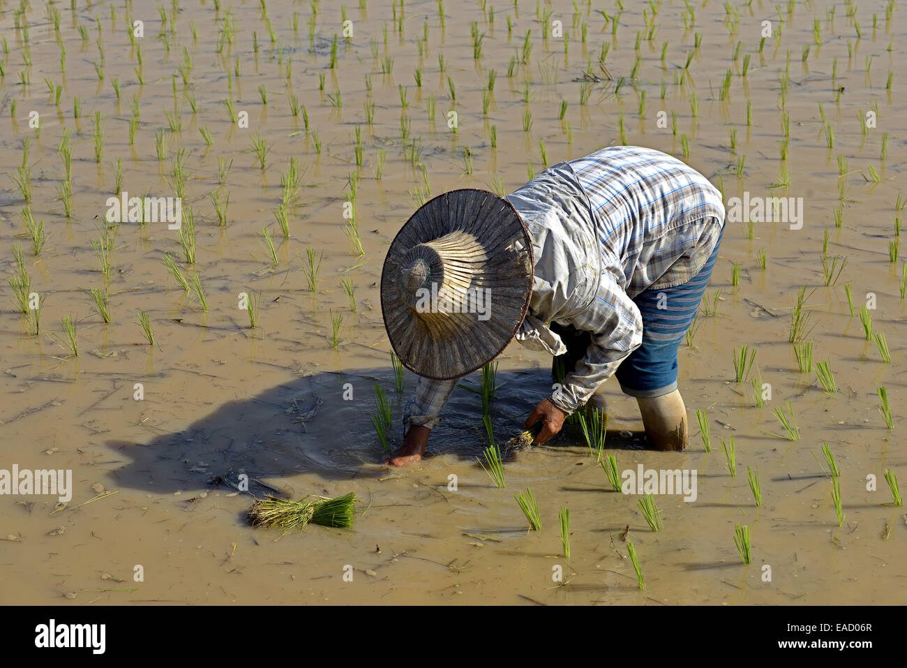 Rice cultivation, worker in a rice paddy, Northern Thailand, Thailand Stock Photo