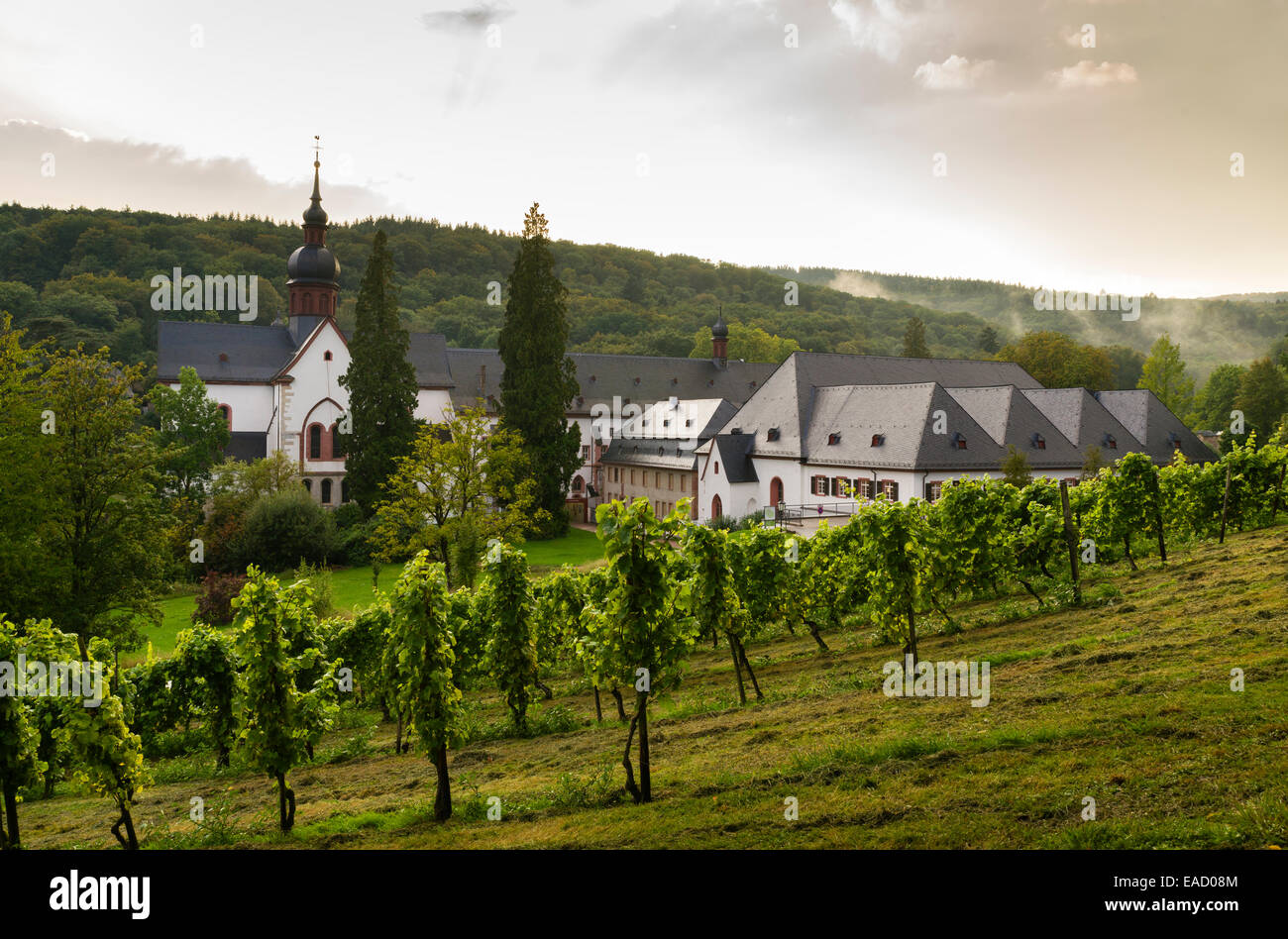 Vineyard, Cistercian monastery, Kloster Eberbach or Eberbach Abbey, Eltville am Rhein, Rheingau, Hesse, Germany Stock Photo