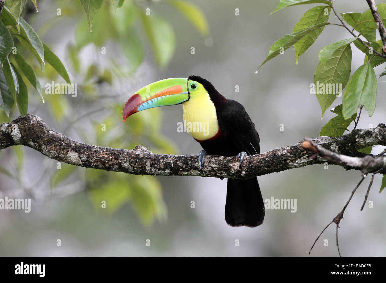 Keel-billed Toucan, Ramphastos sulfuratus Stock Photo