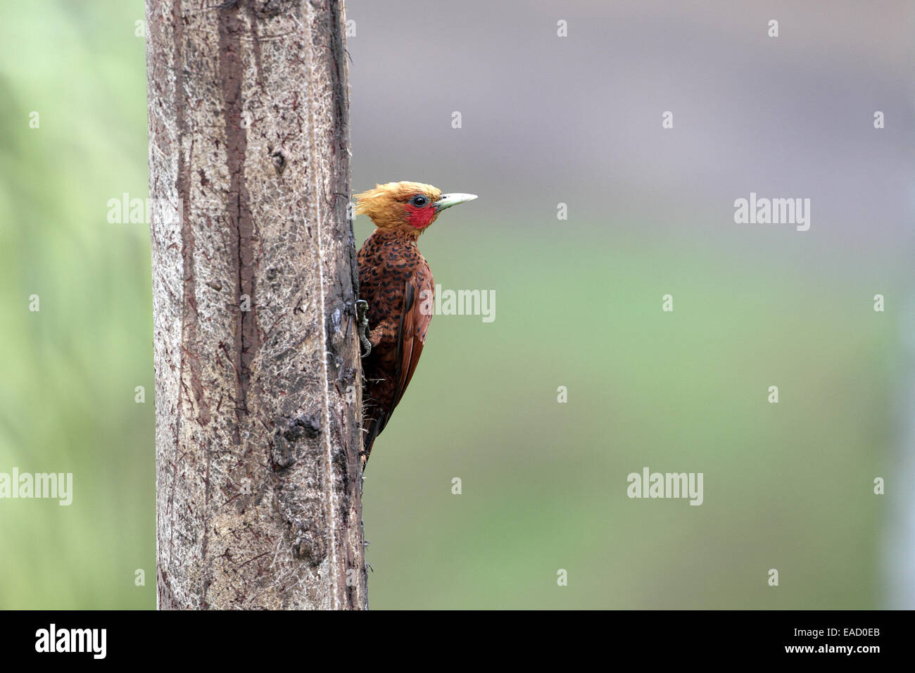Chestnut-colored Woodpecker, Celeus castaneus Stock Photo