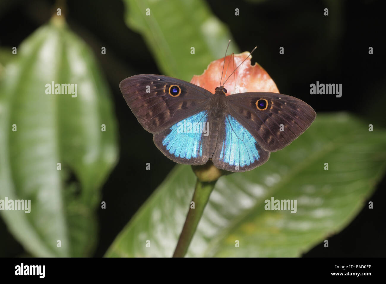 Blue-winged Eurybia Butterfly, Eurybia lysica, nectaring Stock Photo