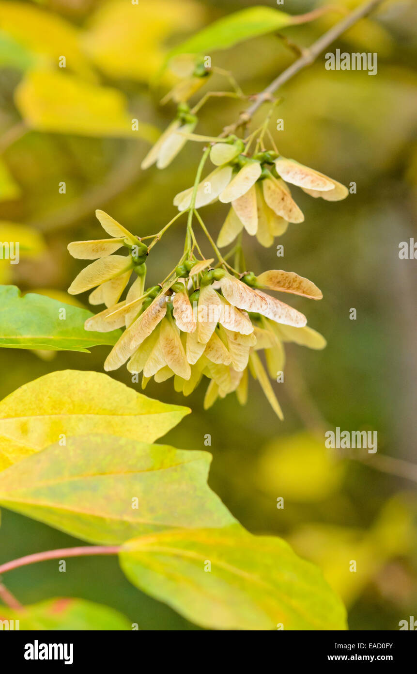 Trident maple (Acer buergerianum) Stock Photo