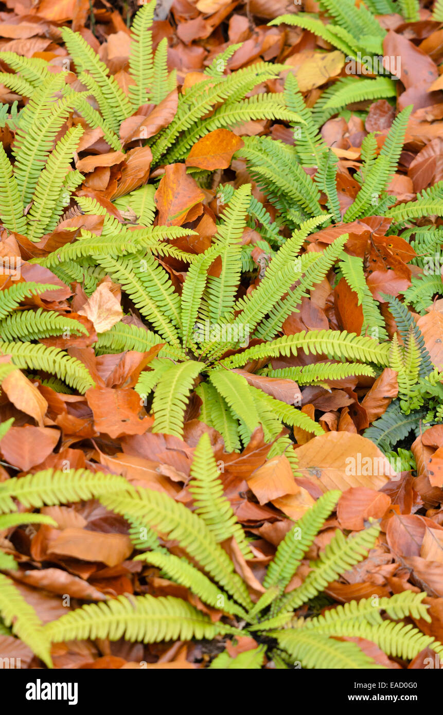 Deer fern (Blechnum spicant Stock Photo - Alamy
